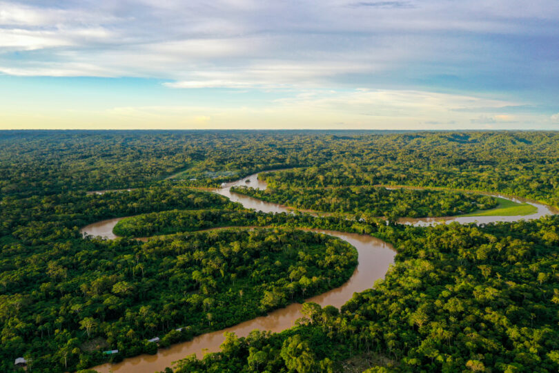 Estudo revela que as maiores árvores da Amazónia estão a crescer mais e em maior número