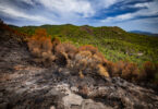 Alterações climáticas aumentam em 40 vezes probabilidade de incêndios na Península Ibérica