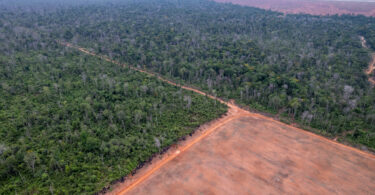 UE adia novamente entrada em vigor da lei da desflorestação