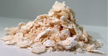 Japoneses criam plástico biodegradável através de bactérias geneticamente modificadas