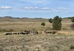 Projeto de restauro ecológico em Boticas recupera 80 hectares e supera metas iniciais