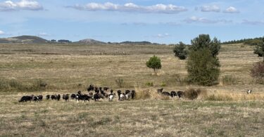 Projeto de restauro ecológico em Boticas recupera 80 hectares e supera metas iniciais