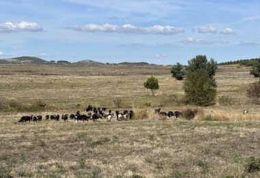 Projeto de restauro ecológico em Boticas recupera 80 hectares e supera metas iniciais