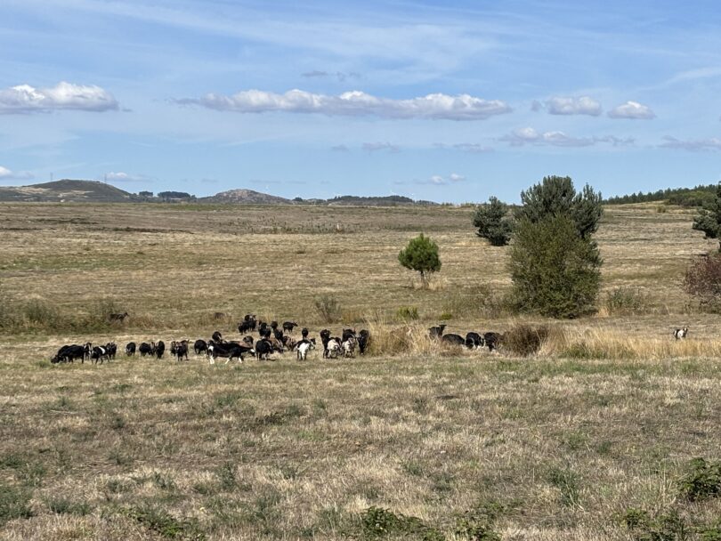 Projeto de restauro ecológico em Boticas recupera 80 hectares e supera metas iniciais