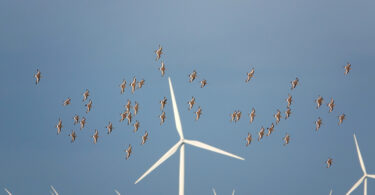 APREN debate tecnologia para proteger aves em parques eólicos