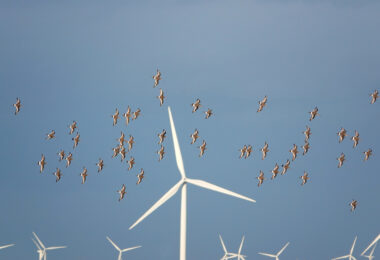 APREN debate tecnologia para proteger aves em parques eólicos