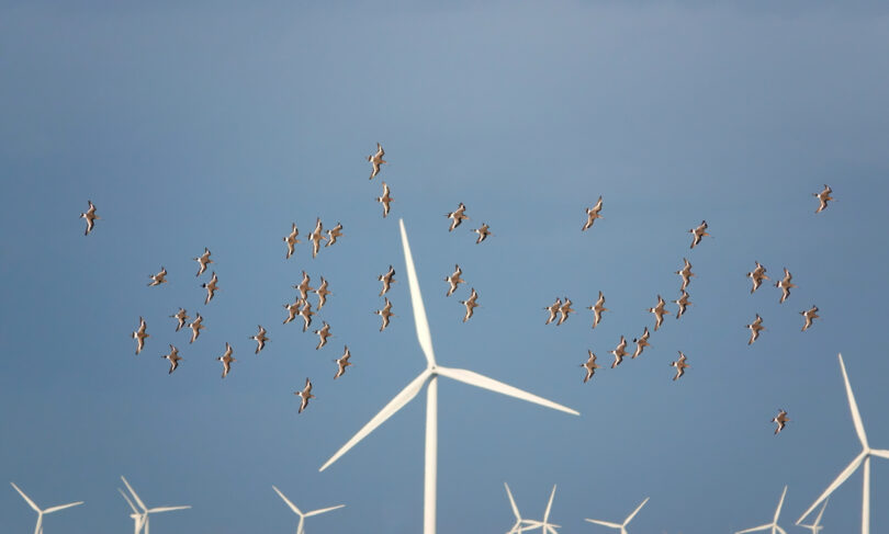 APREN debate tecnologia para proteger aves em parques eólicos