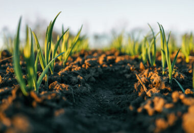Parlamento Europeu aprova lei para monitorizar a saúde dos solos na UE