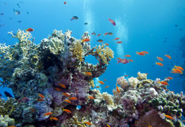 Planeta ultrapassa primeiro ponto de rutura climático: Recifes de coral em colapso