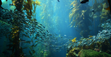 Extração de minerais no fundo do mar pode devastar ecossistemas marinhos, alerta estudo