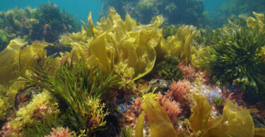 UE reconhece algas como recurso-chave para as transições verde e azul