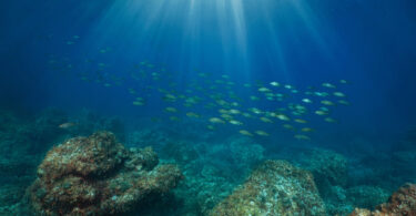 Mineração no mar reduz significativamente biodiversidade no fundo oceânico, concluiu estudo