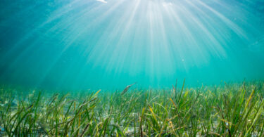 Governo dá ‘luz verde’ a programa de restauro das pradarias marinhas