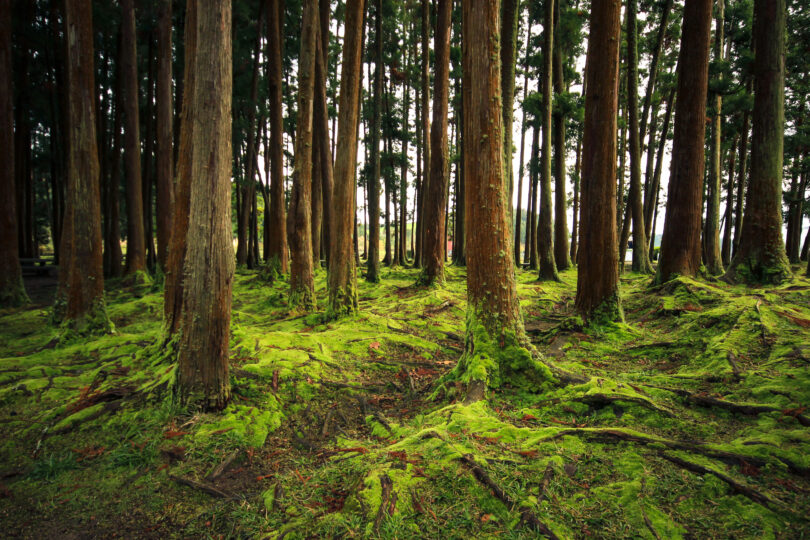 Portugal alvo de ação judicial da UE por avaliações ambientais insuficientes