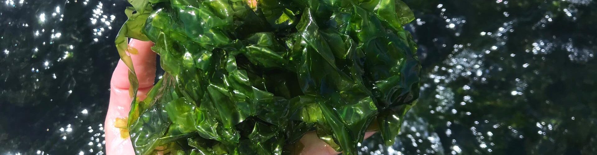 “As algas podem posicionar Portugal como referência global em inovação azul”