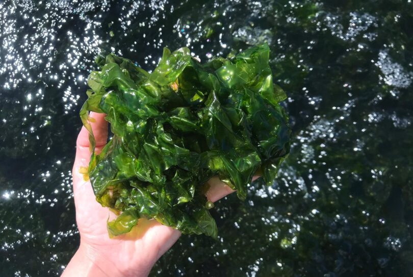 “As algas podem posicionar Portugal como referência global em inovação azul”