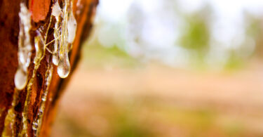 Quando a Resina Natural une floresta, indústria e bioeconomia