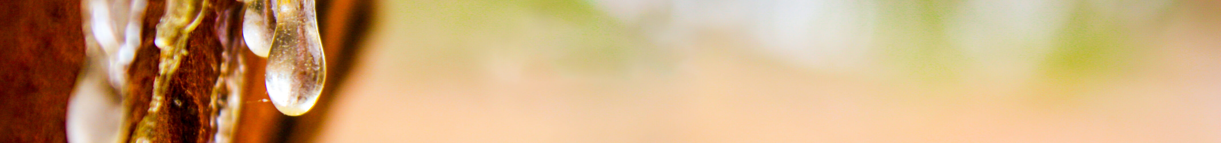 Quando a Resina Natural une floresta, indústria e bioeconomia