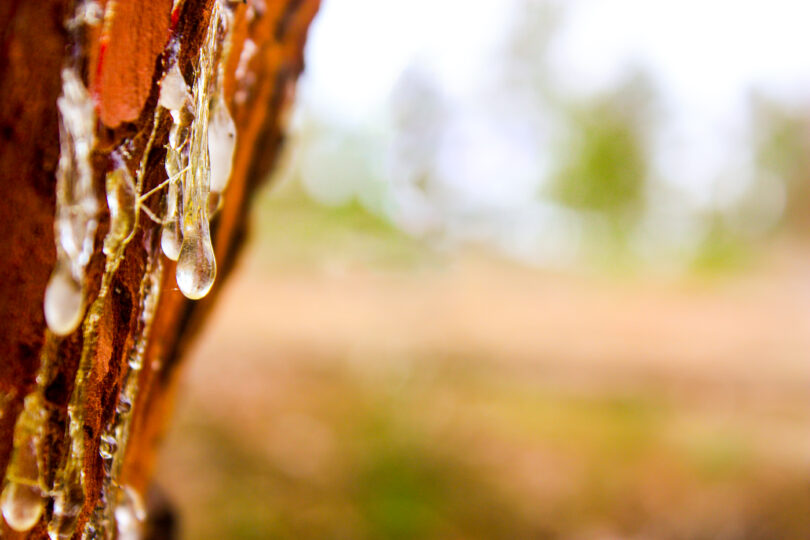 Quando a Resina Natural une floresta, indústria e bioeconomia