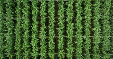 Cana-de-açúcar surge como solução-chave para combustíveis sustentáveis na aviação