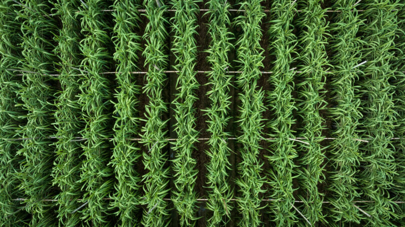 Cana-de-açúcar surge como solução-chave para combustíveis sustentáveis na aviação