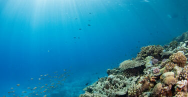 Governo avança com processo para criar uma das maiores áreas marinhas protegidas da UE