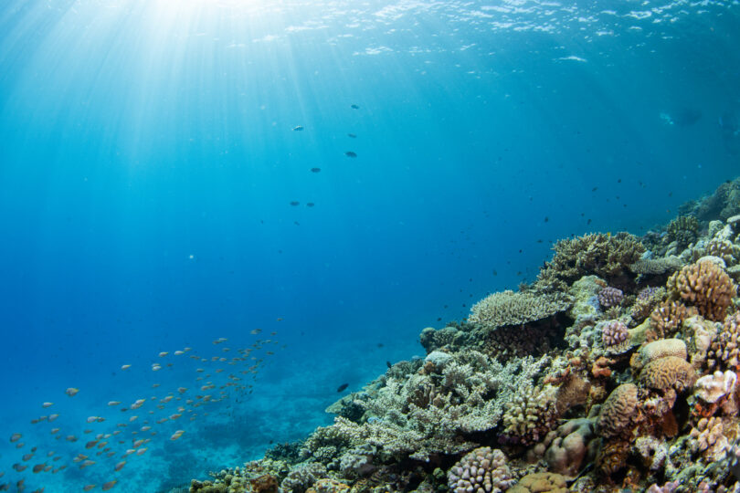 Governo avança com processo para criar uma das maiores áreas marinhas protegidas da UE