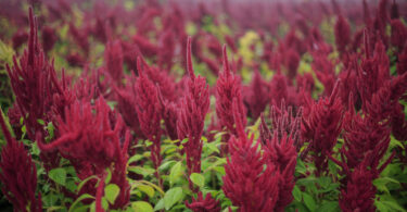 Flores tropicais estão a mudar o ritmo de floração devido às alterações climáticas, diz estudo