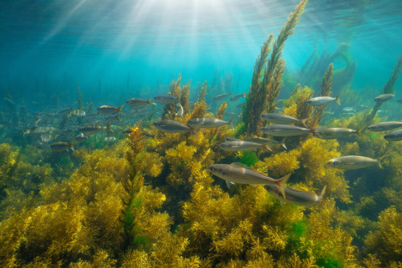 Aquecimento dos oceanos reduz populações de peixes em 7,2% cada 0,1 ºC por década