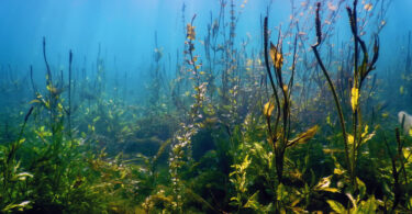 Estudo português alerta para impactos ambientais de metais da platina nos ecossistemas aquáticos
