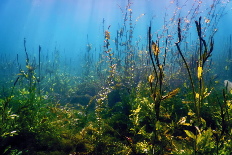 Estudo português alerta para impactos ambientais de metais da platina nos ecossistemas aquáticos