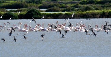 Portugal condenado a pagar 10 milhões por falhas na proteção da biodiversidade
