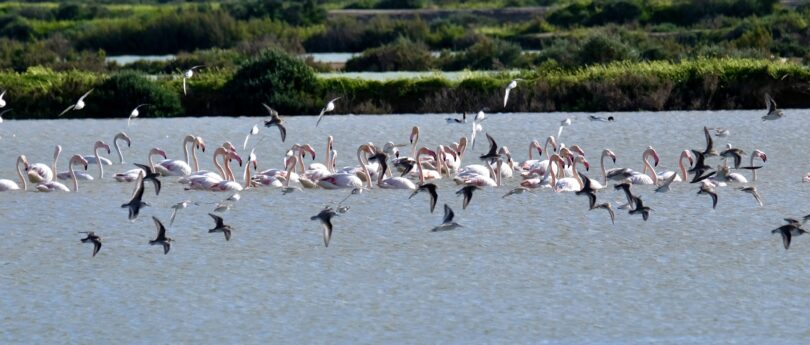 Portugal condenado a pagar 10 milhões por falhas na proteção da biodiversidade
