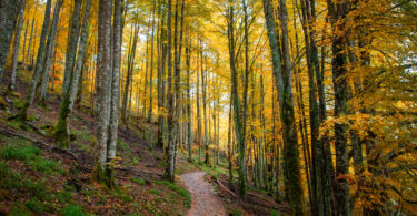 Estudo identifica acumulação de microplásticos em florestas através da atmosfera