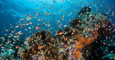 “A biodiversidade é o nosso amortecedor natural”