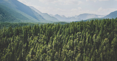 Florestas boreais primárias na Suécia armazenam até 83% mais carbono que florestas de produção