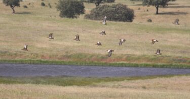 REN e Fundação Casa de Bragança avançam com projeto para proteger aves ameaçadas