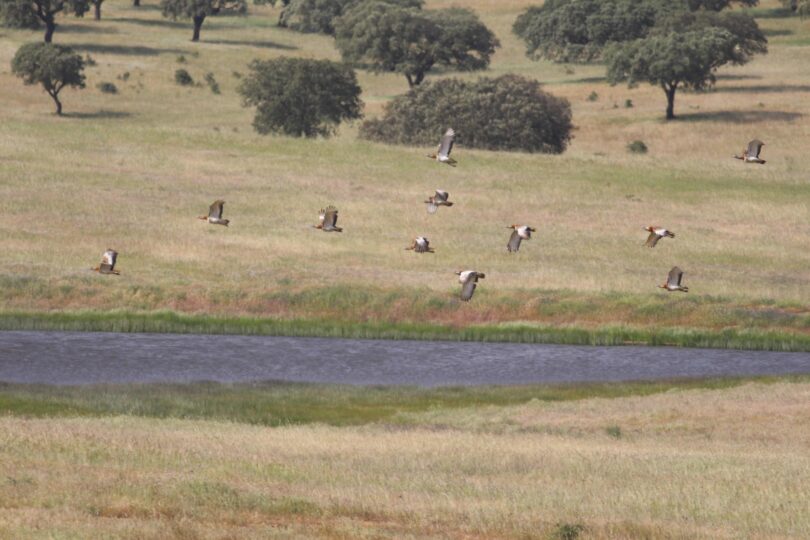 REN e Fundação Casa de Bragança avançam com projeto para proteger aves ameaçadas