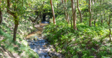 Programa Pro~Rios entra em consulta pública com foco na adaptação climática e biodiversidade