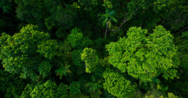 Áreas protegidas da UNESCO preservam biodiversidade e armazenam carbono, indica relatório