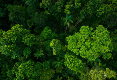 Áreas protegidas da UNESCO preservam biodiversidade e armazenam carbono, indica relatório