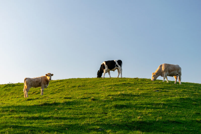 Estudo aponta que 98% das alegações ambientais no setor da carne e lacticínios são greenwashing