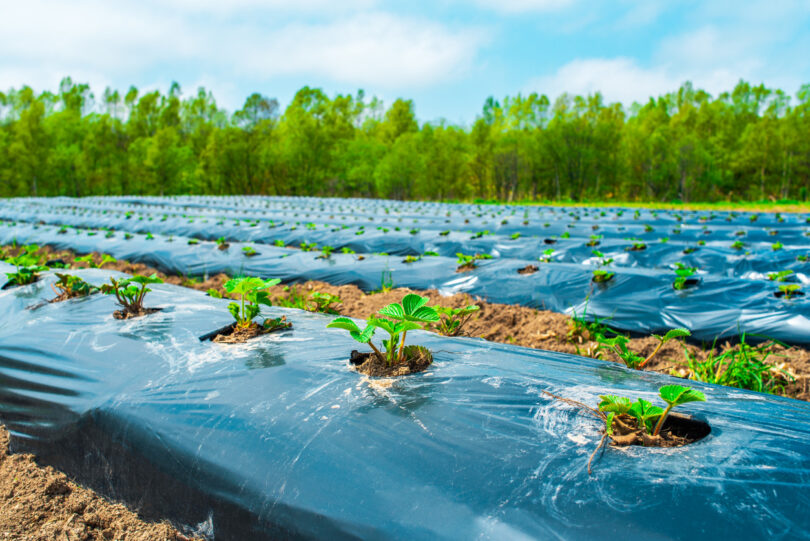 Portugal prepara estudo sobre circularidade dos plásticos usados na agricultura