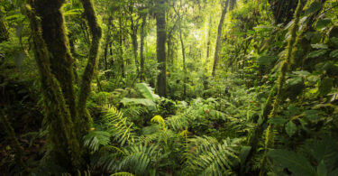 Pressão sobre florestas tropicais aumenta com a crescente extração de recursos