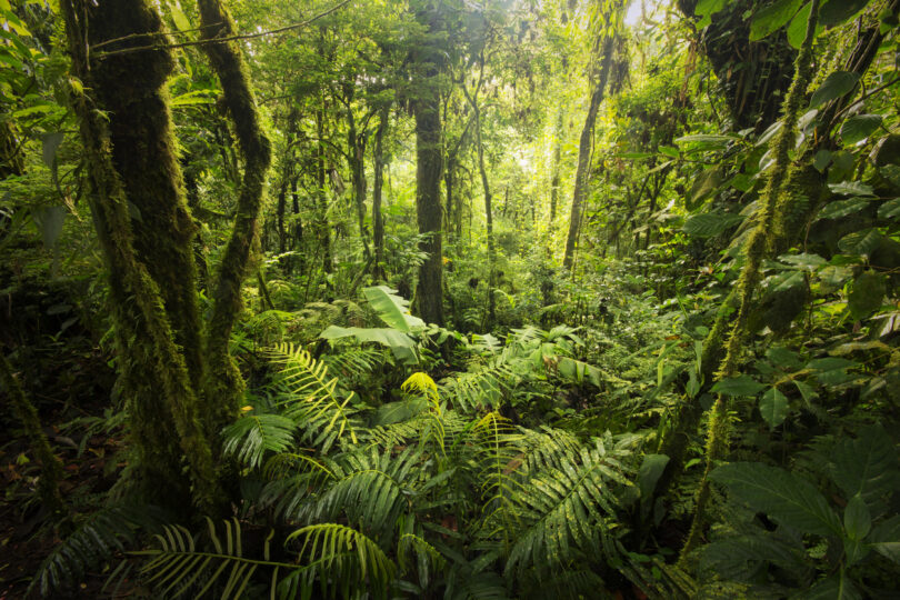 Pressão sobre florestas tropicais aumenta com a crescente extração de recursos