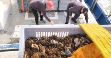 Projeto em Peniche reduz ciclo de produção de algas e reforça restauro de ecossistemas marinhos