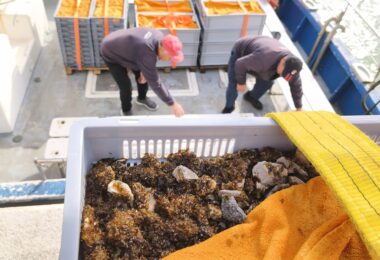 Projeto em Peniche reduz ciclo de produção de algas e reforça restauro de ecossistemas marinhos