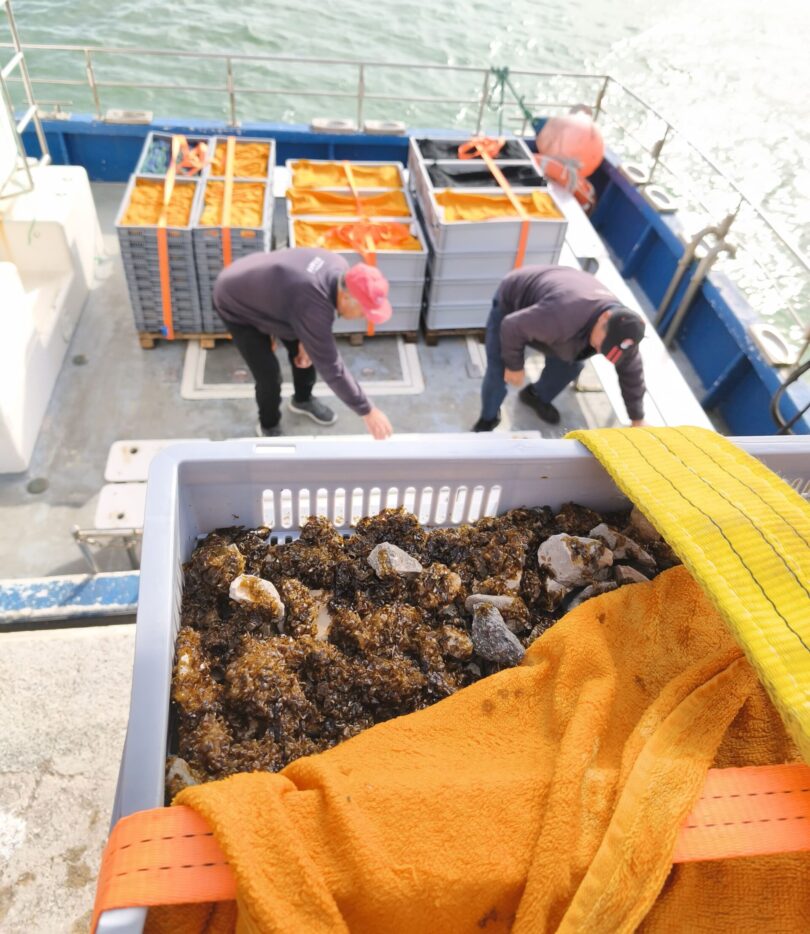 Projeto em Peniche reduz ciclo de produção de algas e reforça restauro de ecossistemas marinhos
