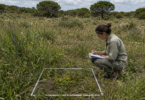 Biodiversidade pode diminuir em comunidades vegetais com maior biomassa, conclui estudo