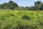 Biodiversidade pode diminuir em comunidades vegetais com maior biomassa, conclui estudo